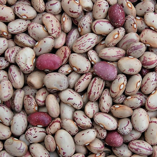 Bean 'Lina Sisco's Bird Egg' Bean 'Lina Sisco's Bird Egg'