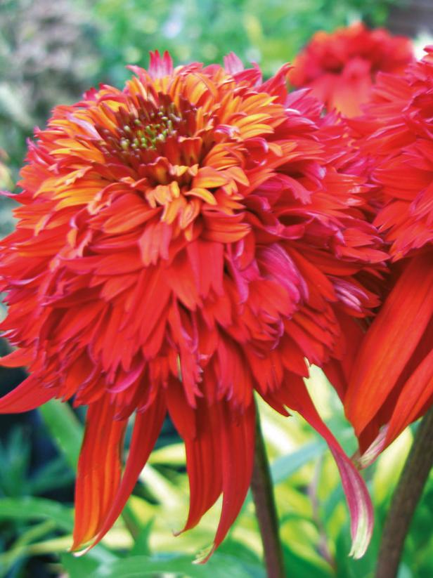 'Hot Papaya' Coneflower 'Hot Papaya' Coneflower