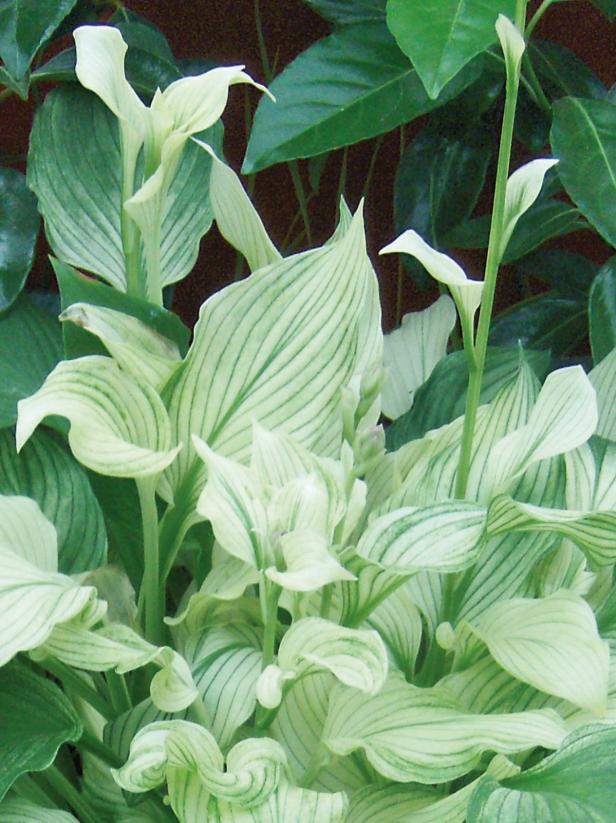 A great addition to any hosta collection, the 'White Feather' hosta features pale white foliage.