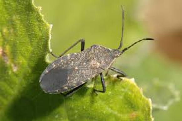 How do I get rid of squash bugs (0) How do I get rid of squash bugs (0)