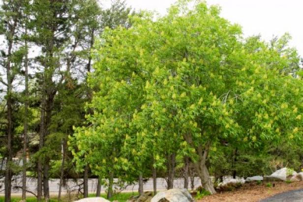 Aesculus glabra Ohio Buckeye Aesculus glabra Ohio Buckeye
