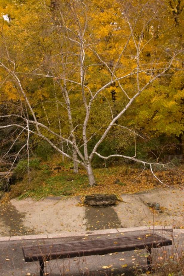 Paper birch (Betula papyrifera) Paper birch (Betula papyrifera)