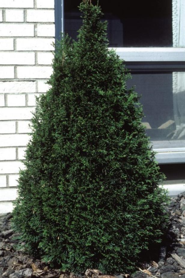 Thujaocc Emerald Arborvitae Thujaocc Emerald Arborvitae