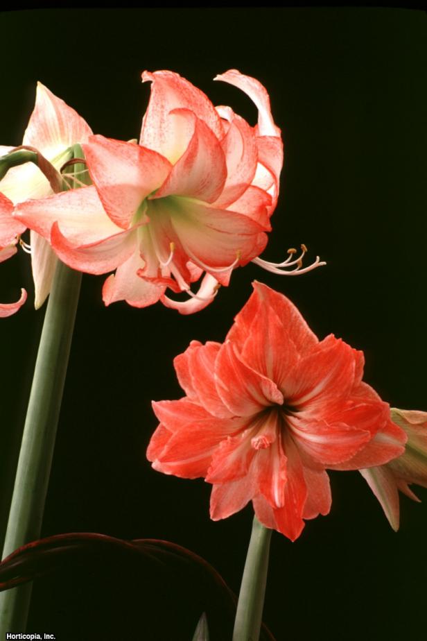 Hippeastrum x johnsonii (02) Bloom Hippeastrum x johnsonii (02) Bloom