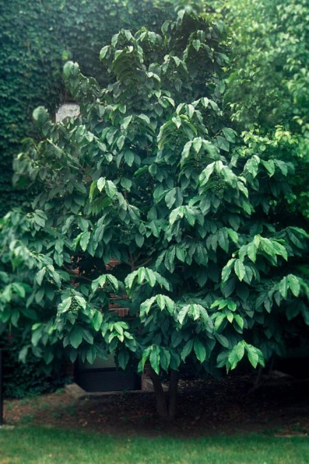 Pawpaw (Asimina triloba) Pawpaw (Asimina triloba)