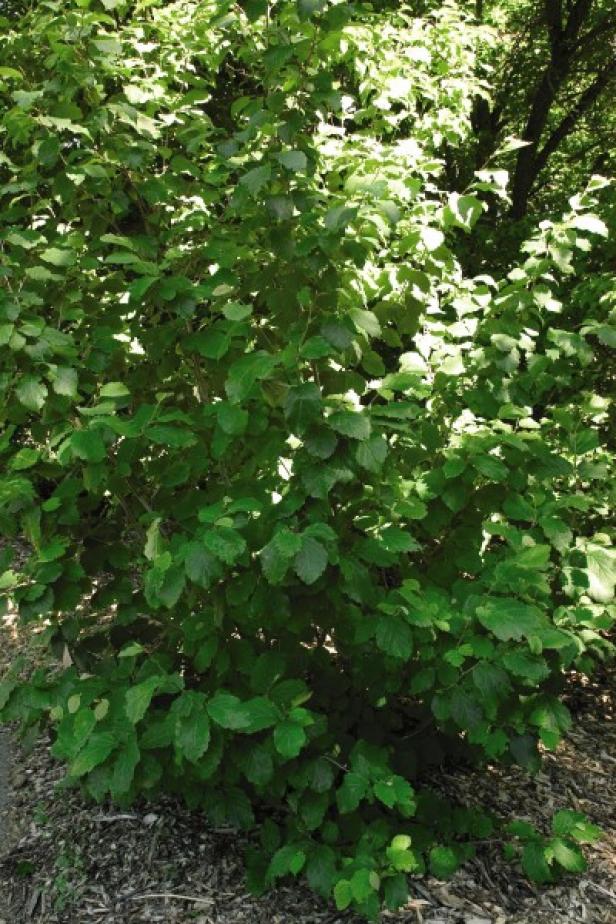 Witchhazel (Hamamelis virginiana) Witchhazel (Hamamelis virginiana)