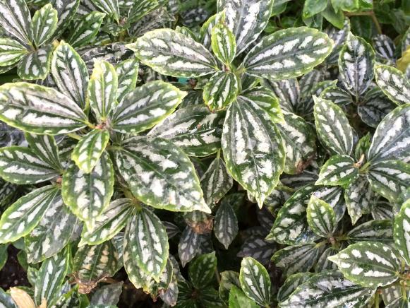 Gray and Silver Plant Ideas | Flowers and Plants for Your Garden | HGTV