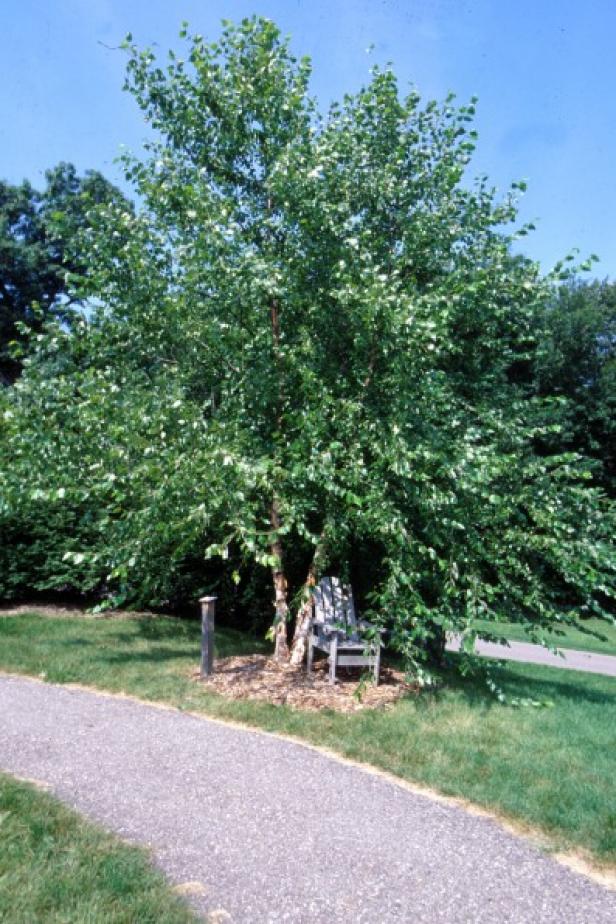 River birch (Betula nigra) River birch (Betula nigra)
