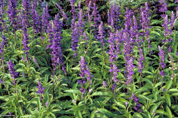 Salvia farinacea ~Victoria Blue~ (02) Habit Salvia farinacea ~Victoria Blue~ (02) Habit