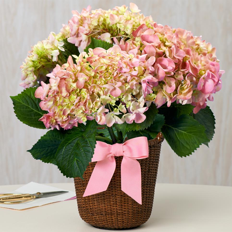 Hydrangea Arrangements For All Occasions Hgtv