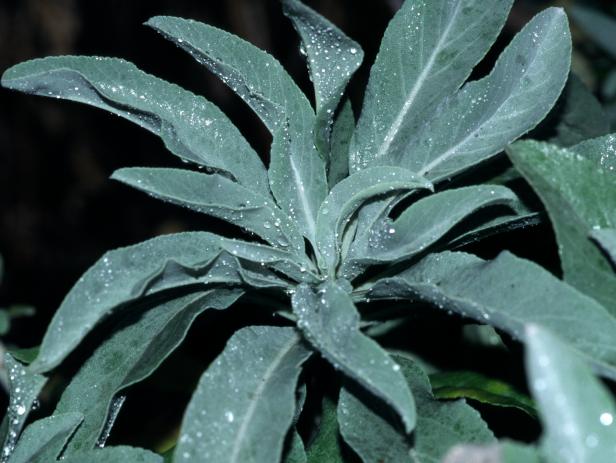 White Sage (Salvia apiana) White Sage (Salvia apiana)