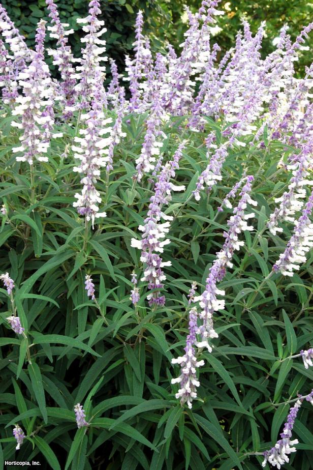 Salvia leucantha (05) Bloom Salvia leucantha (05) Bloom