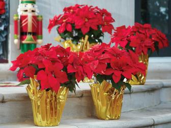 Poinsettias can be festive greeters. When you have wide steps, you can stagger their layout - instead of clumping them together - to make a big impact.