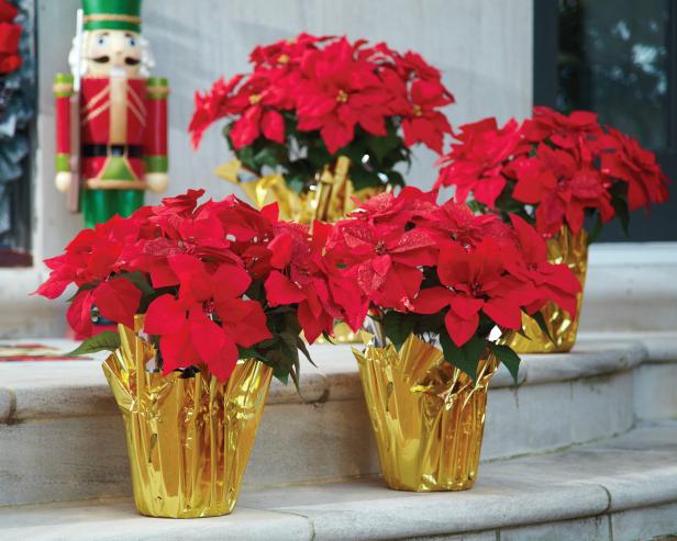 Porches With Poinsettias | HGTV