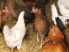 Chicken Fight