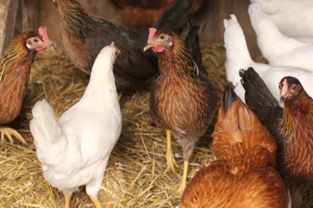 Chicken Fight Chicken Fight