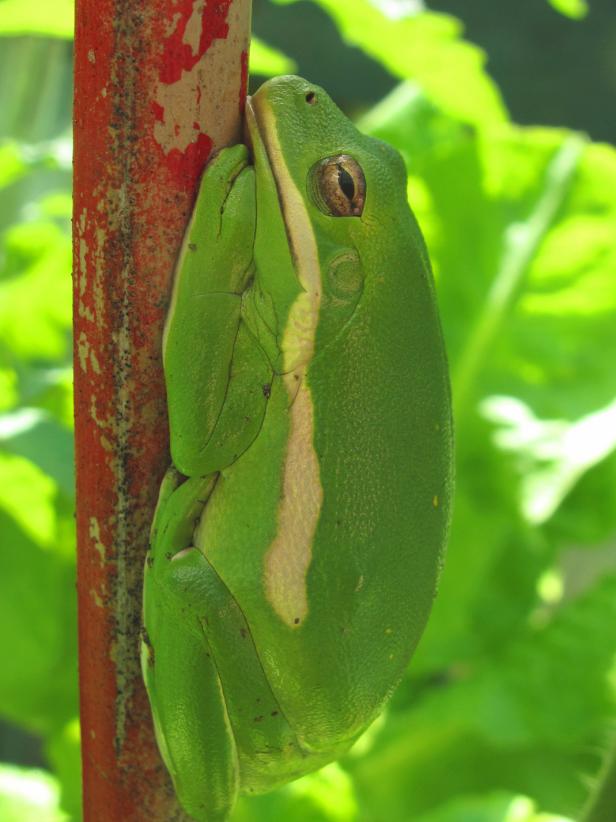Tree Frog Tree Frog