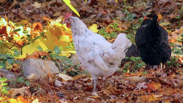 Andalusian Chicken Andalusian Chicken