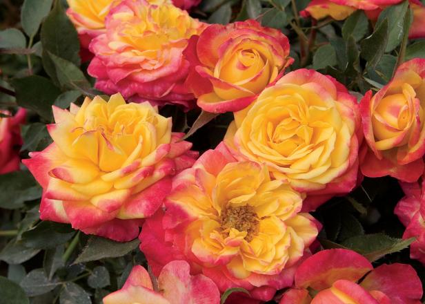 Miniature Rose 'Rainbow Sunblaze' Miniature Rose 'Rainbow Sunblaze'