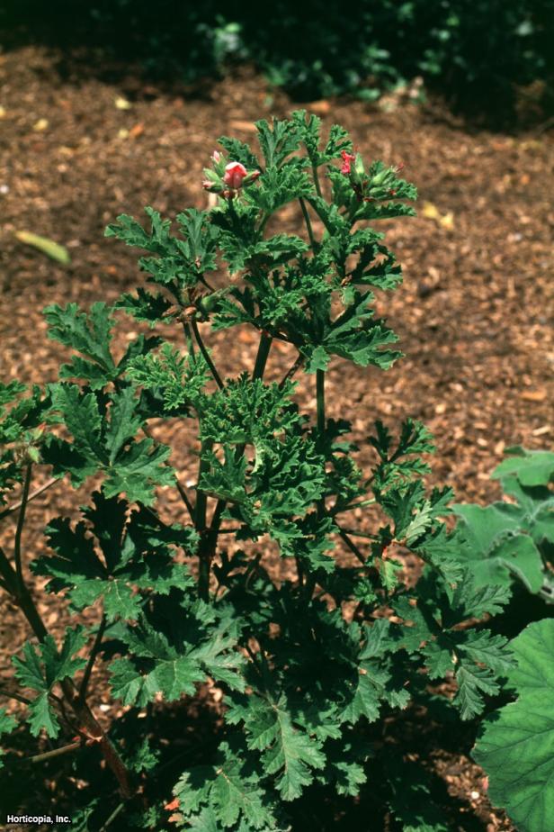 Pelargonium graveolens ~Apricot~ (01) Habit Pelargonium graveolens ~Apricot~ (01) Habit