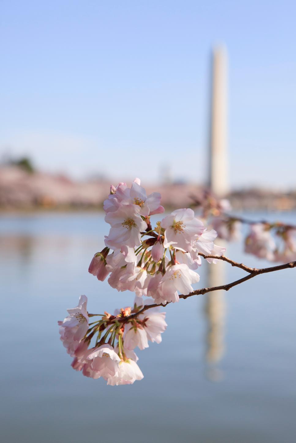 Cherry Blossom Festival Facts