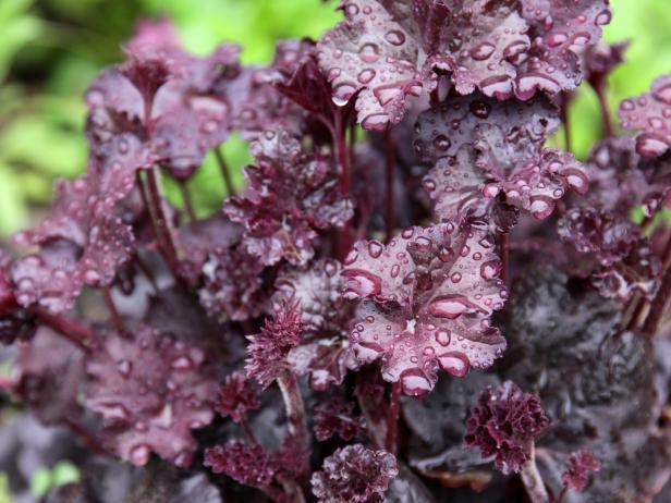 'Obsidian' Heuchera 'Obsidian' Heuchera