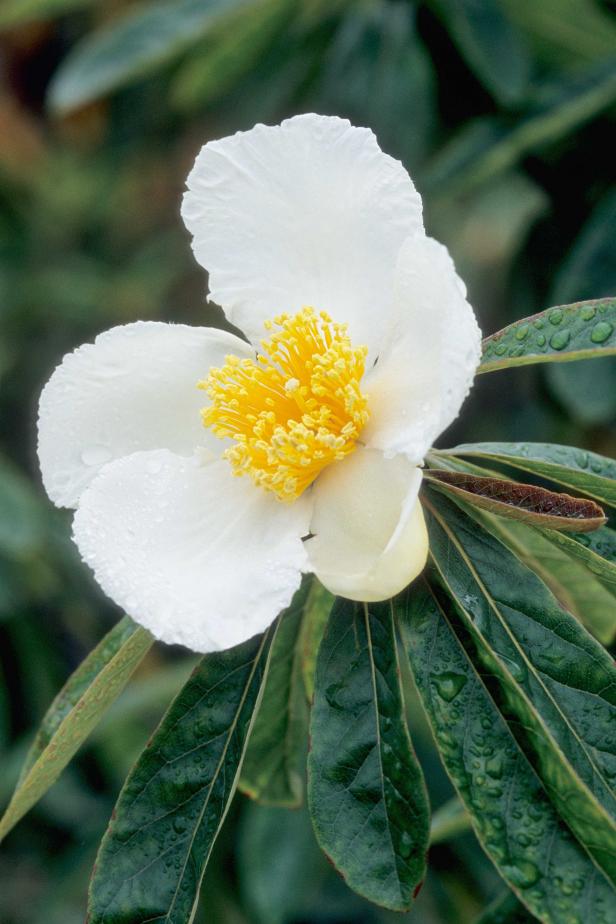 Franklin Tree (Franklinia alatamaha) Franklin Tree (Franklinia alatamaha)