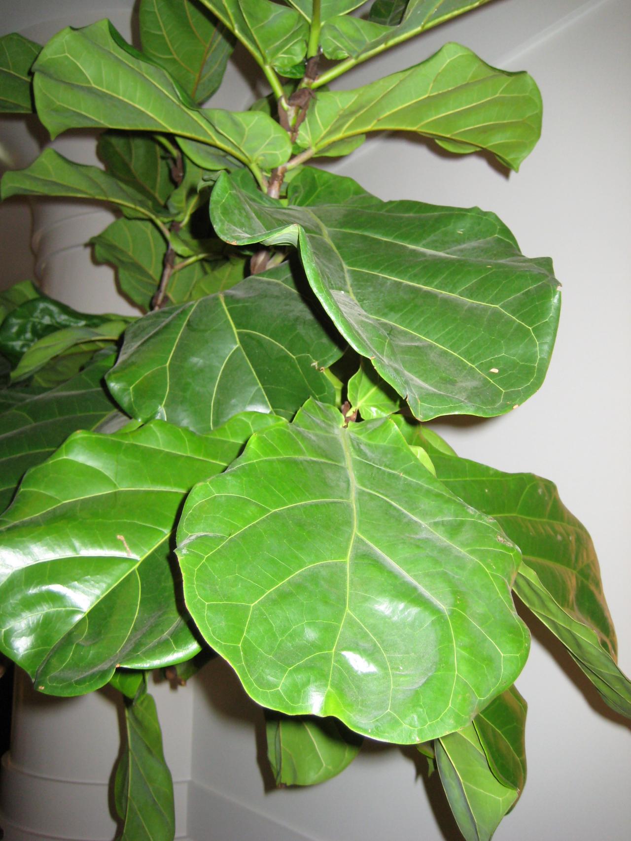 How to Take Care of Fiddle-Leaf Fig | HGTV