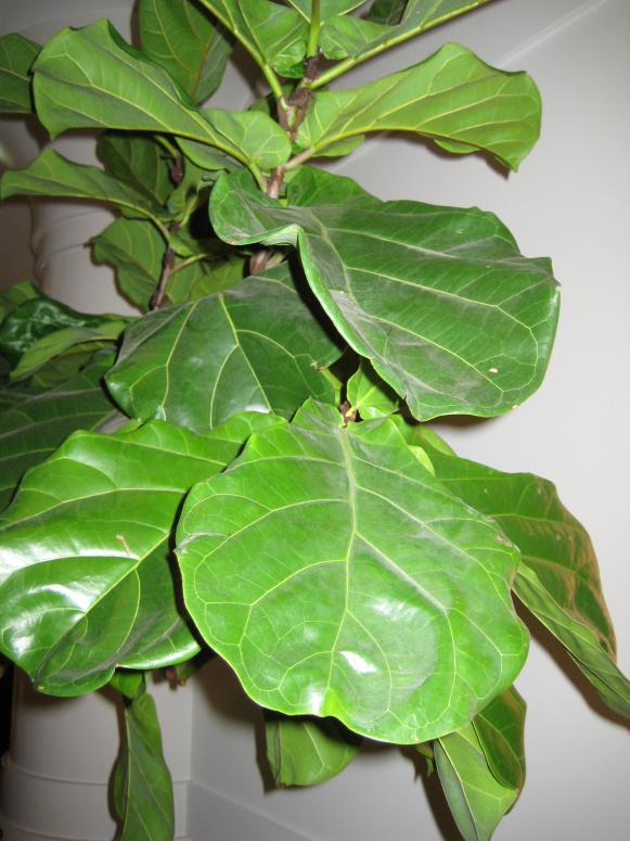 Fiddle leaf fig Fiddle leaf fig