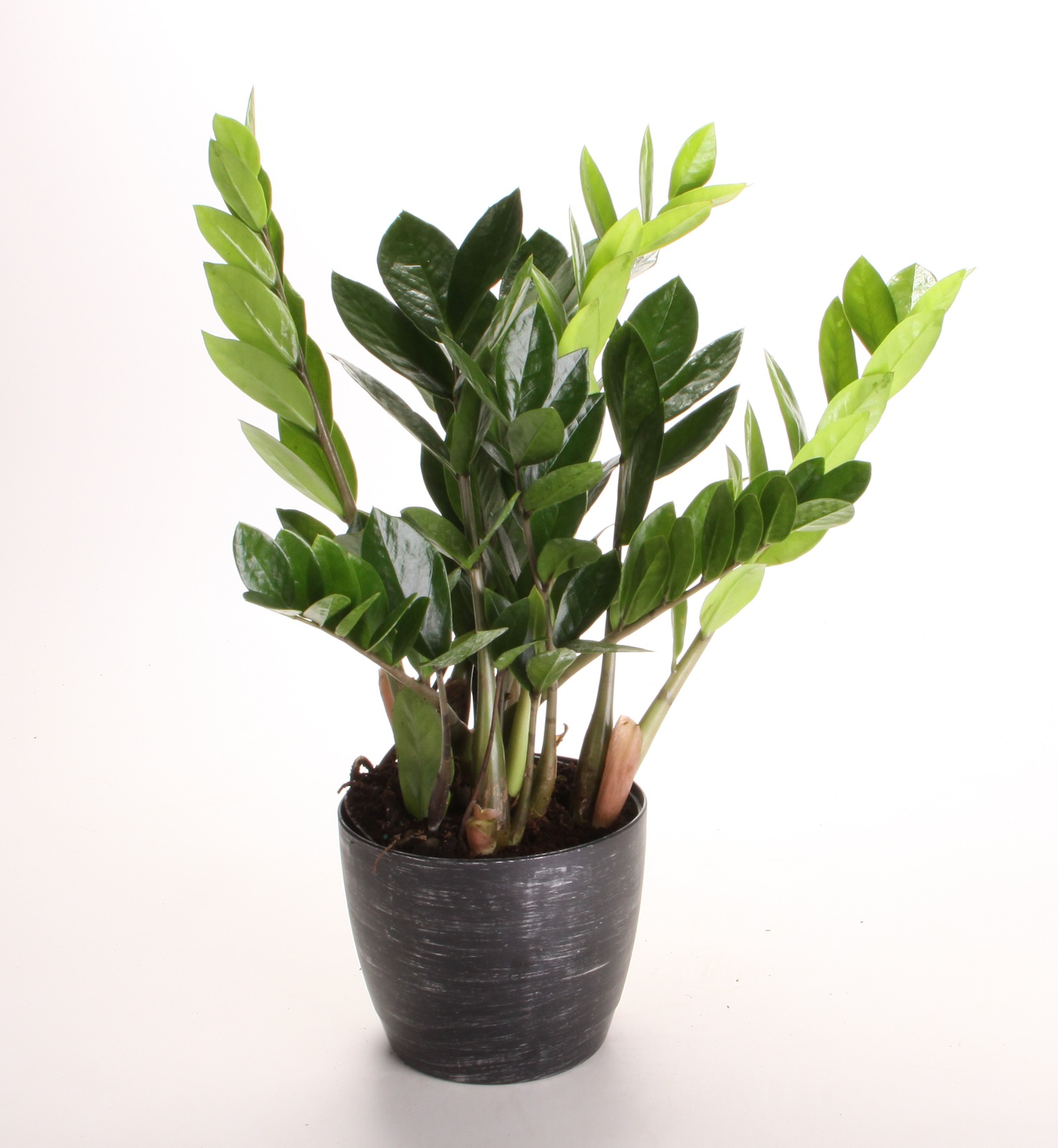 download best low light indoor plants for free