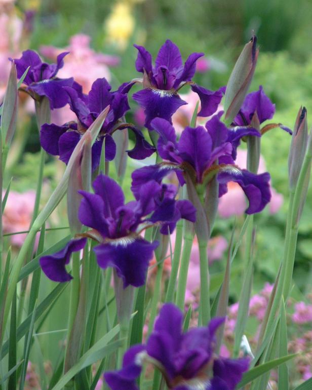 Ruffled Velvet Siberian Iris (Iris sibirica ‘Ruffled Velvet’) Ruffled Velvet Siberian Iris (Iris sibirica ‘Ruffled Velvet’)