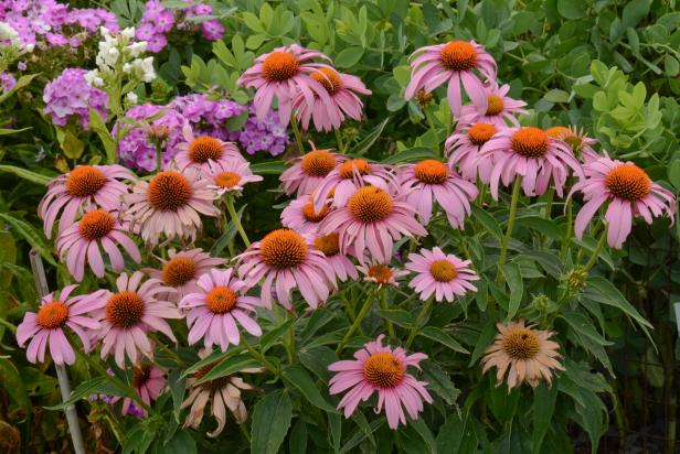 Prairie Splendor Purple Coneflower (Echinacea purpurea ‘Prairie Splendor’), courtesy of www.PerennialResource.com Prairie Splendor Purple Coneflower (Echinacea purpurea ‘Prairie Splendor’), courtesy of www.PerennialResource.com