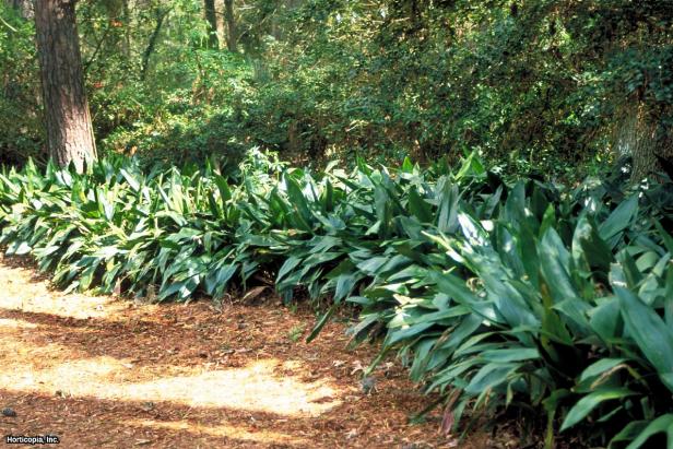 Aspidistra elatior (05) Landscape Aspidistra elatior (05) Landscape