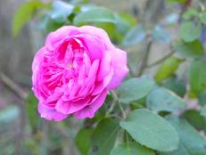'Baronne Prevost' is a hybrid perpetual rose breed that produces pink double blooms that are extremely fragrant.