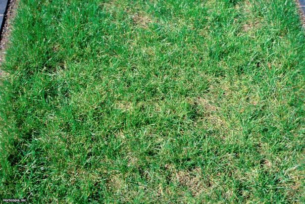 Lolium perenne ~Manhattan~ (01) Habit Lolium perenne ~Manhattan~ (01) Habit