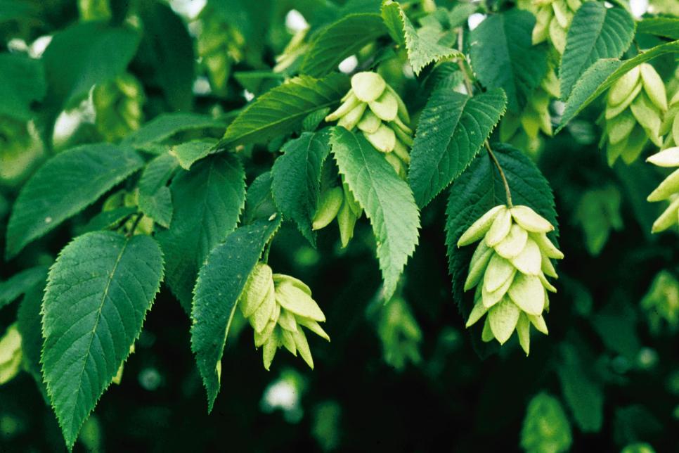 Native Plants for Northeast Gardens HGTV