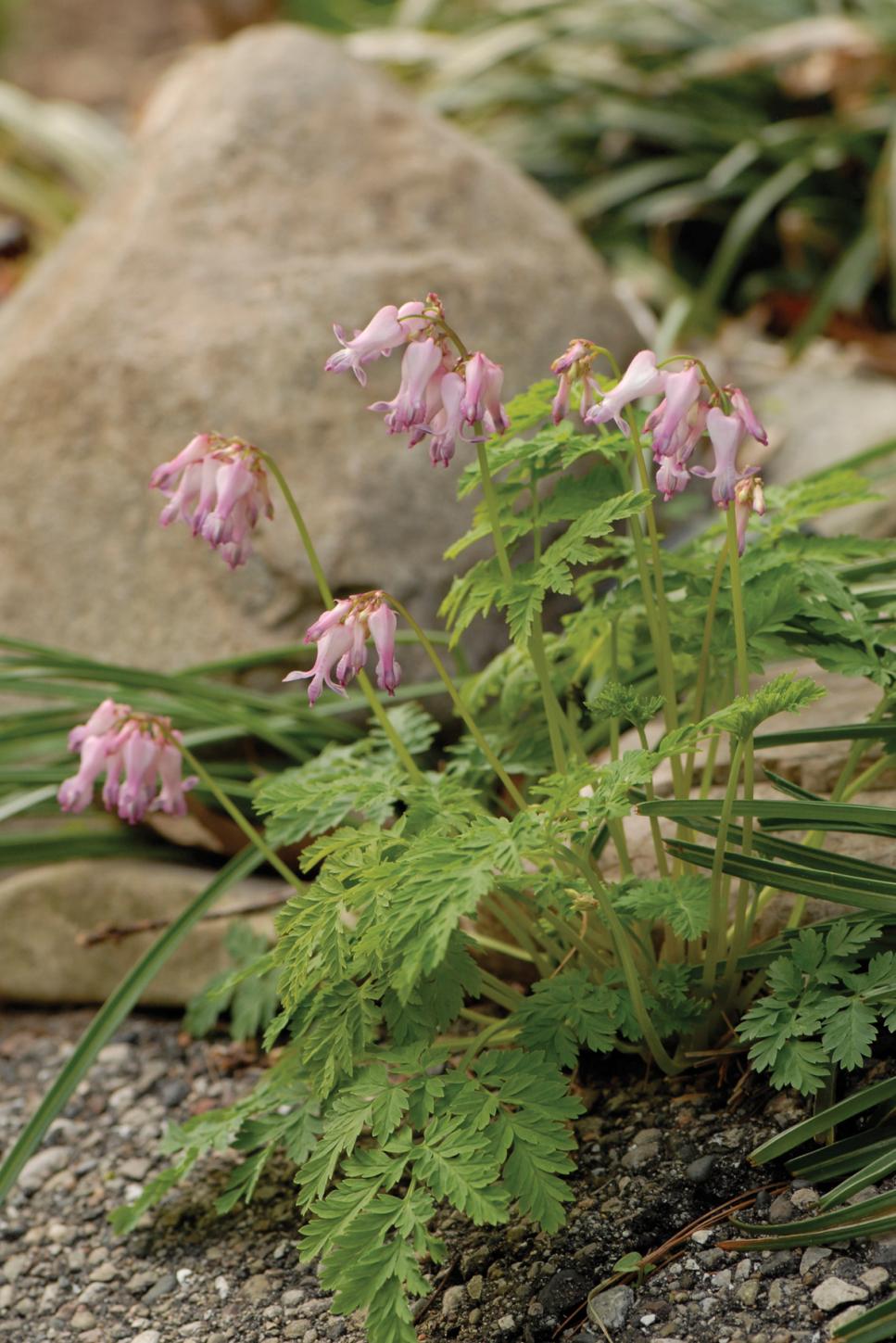 Native Plants for Northeast Gardens HGTV