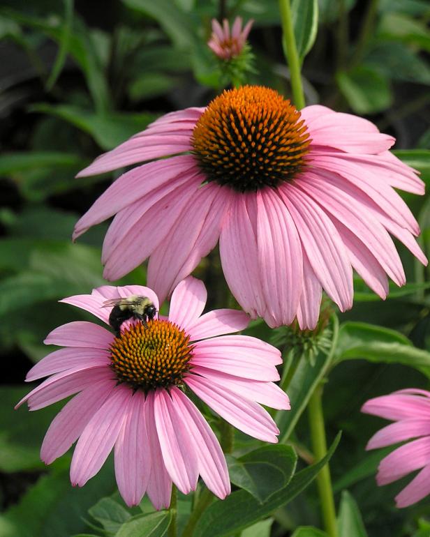 Native Plants for Midwest Gardens | HGTV