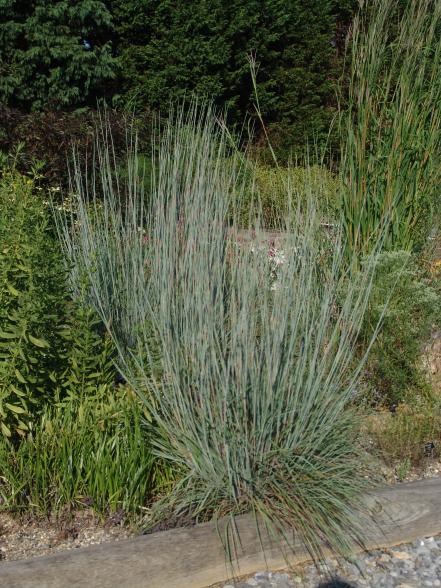 Little Bluestem