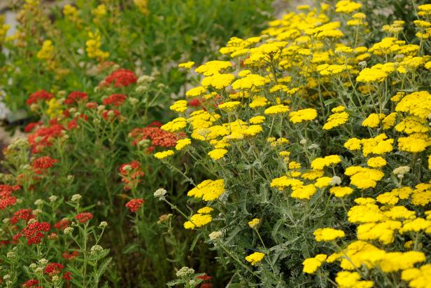 Moonshine Yarrow (Achillea ‘Moonshine’) Moonshine Yarrow (Achillea ‘Moonshine’)