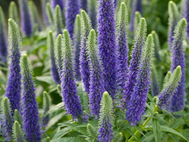 White To Green Perennial Flowers Howstuffworks Top Shade Perennials