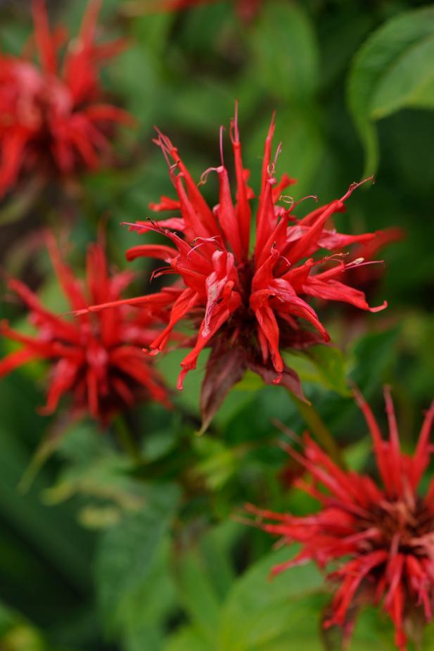 Jacob Cline Bee Balm (Monarda didyma ‘Jacob Cline’) Jacob Cline Bee Balm (Monarda didyma ‘Jacob Cline’)