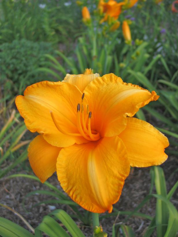'Olympic Gold' Daylily 'Olympic Gold' Daylily