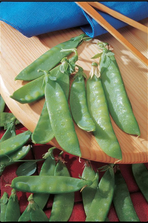 'Mammoth Melting' Sugar Pea 'Mammoth Melting' Sugar Pea