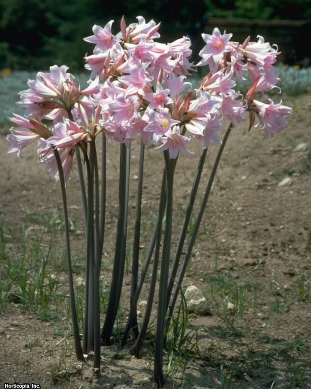 Amaryllis Bulbs HGTV