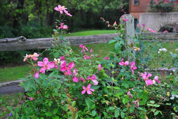 Rosa 'Mutabilis' Rosa 'Mutabilis'