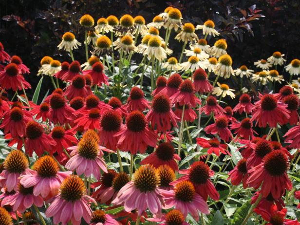 Coneflower Explosion in New York Coneflower Explosion in New York
