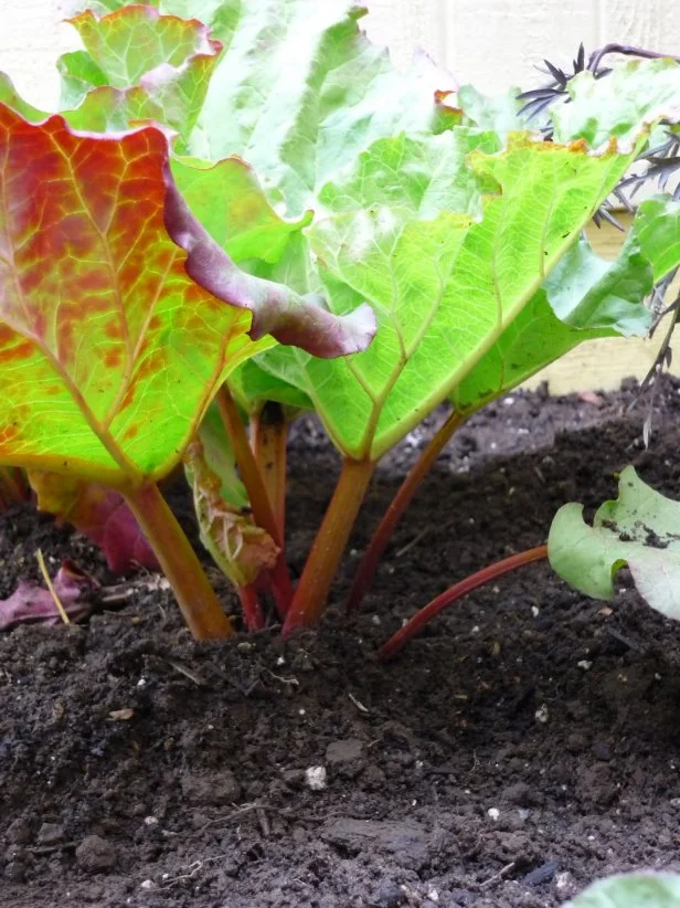 Rhubarb makes many appearances in Stewart's cocktails in the form of syrup, bitters and liqueurs. &quot;There is no special trick to planting rhubarb,&quot; Stewart writes. &quot;Just give it some sunlight, plenty of compost and choose a permanent spot, because rhubarb doesn't like to get moved around.&quot;&nbsp;