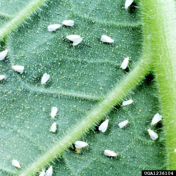 Whiteflies Whiteflies