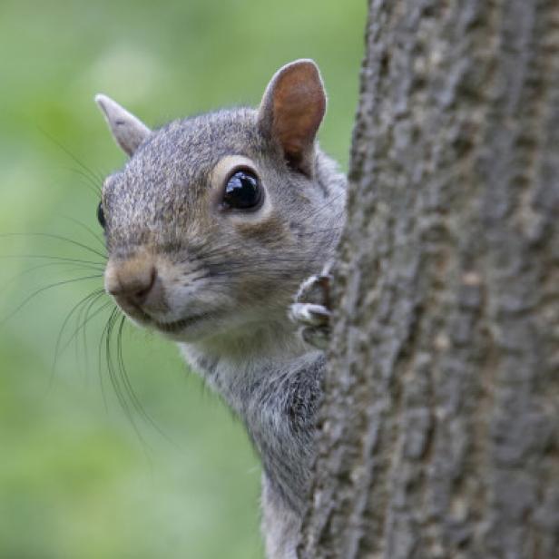 Grey Squirrel Grey Squirrel